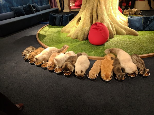 Cat Cafe MOCHA Harajuku 5