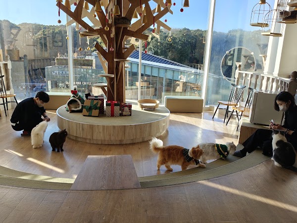 Cat Cafe MOCHA Harajuku 4