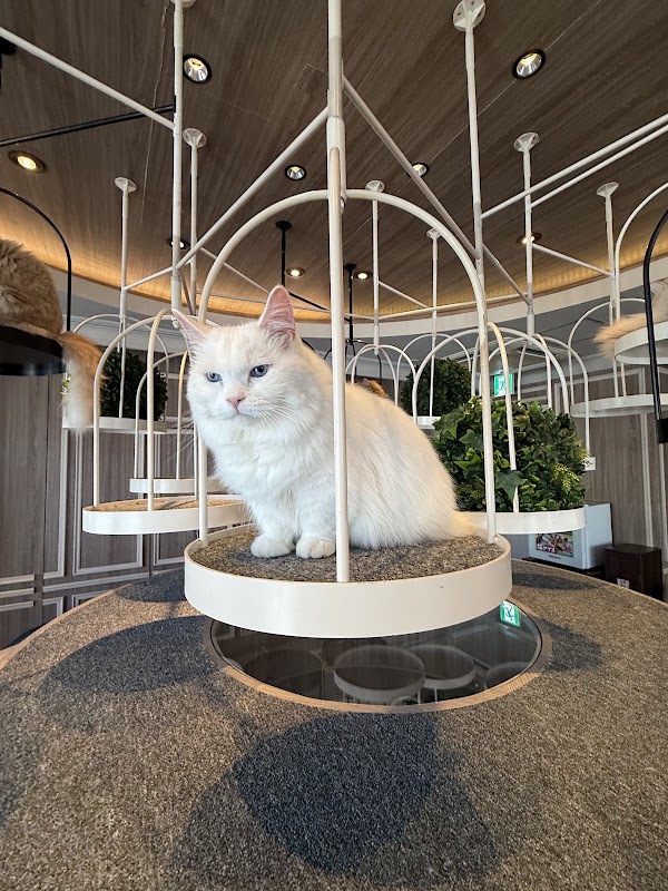 Cat Cafe MOCHA Harajuku 3