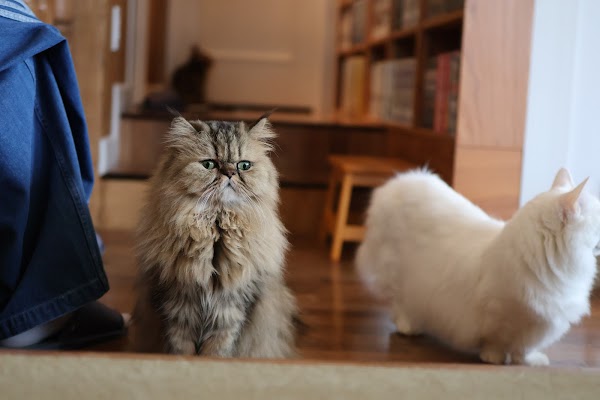 Cat Cafe MOCHA Harajuku 2