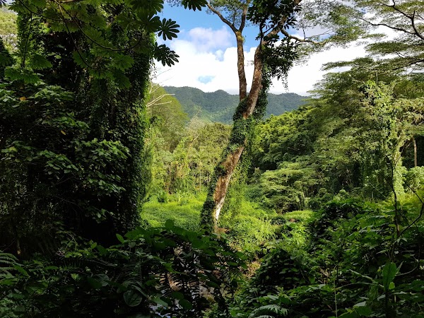 Manoa Falls 5
