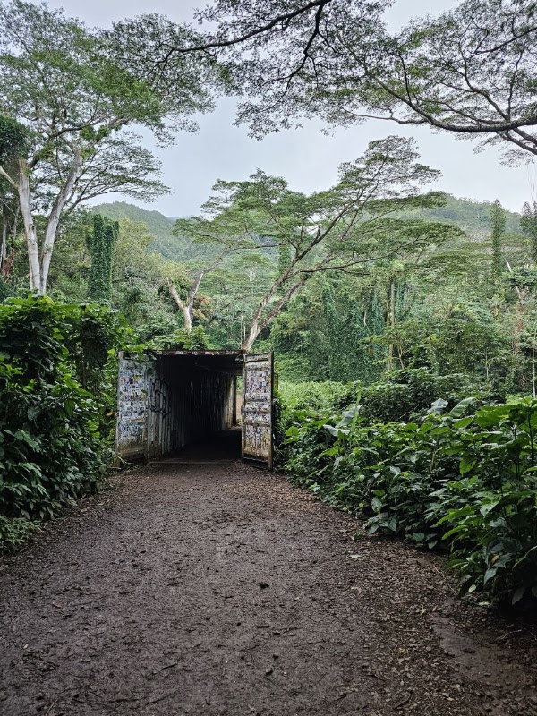 Manoa Falls 4