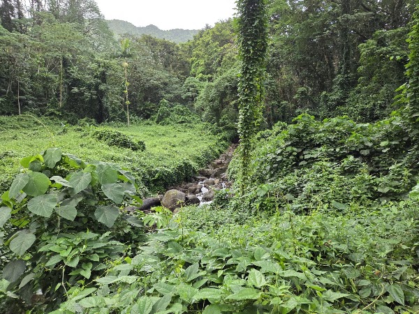 Manoa Falls 3
