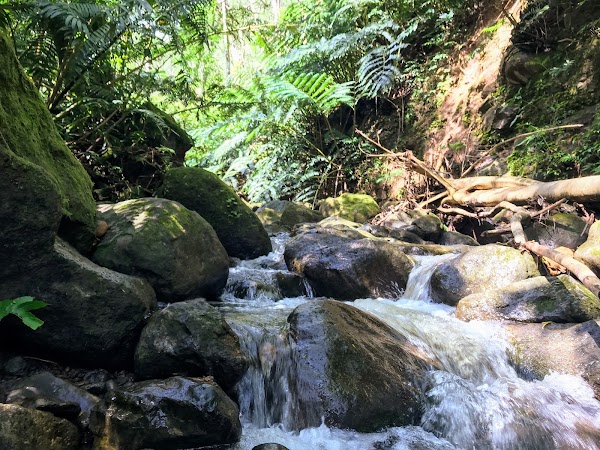 Manoa Falls 2