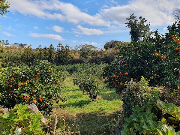 Jeju Organic Tangerine Farm 1