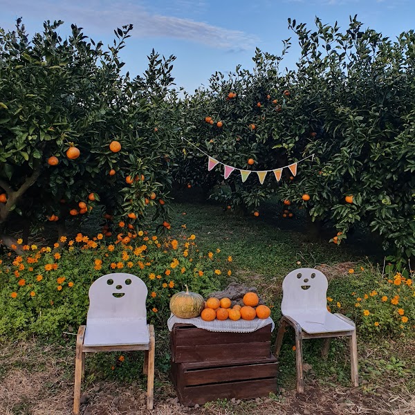 Jeju Organic Tangerine Farm 5