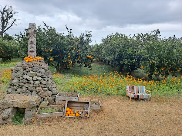 Jeju Organic Tangerine Farm 4