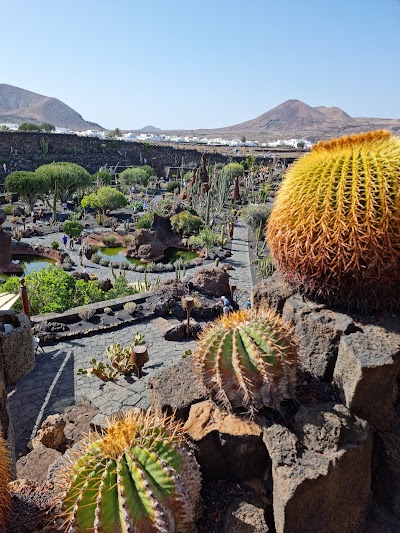 The Cactus Garden