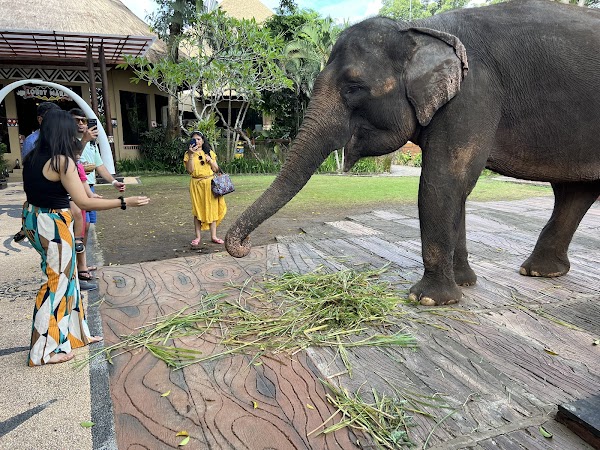 Bali Safari and Marine Park 4