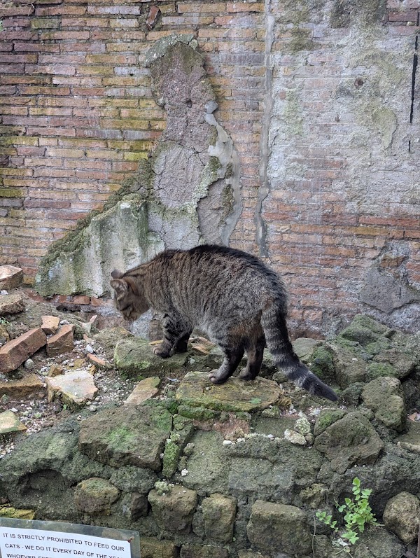 Torre Argentina Cat Sanctuary 5