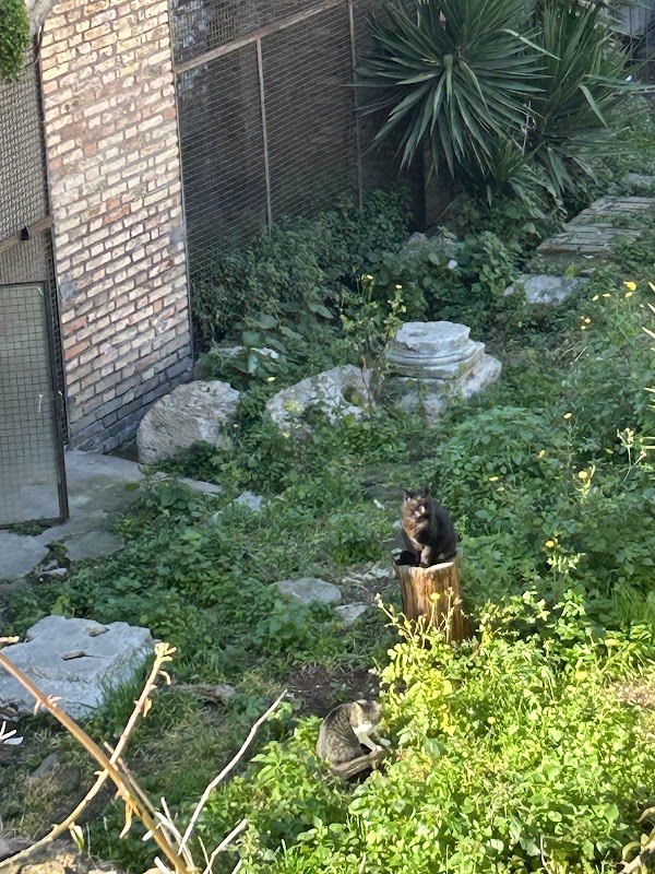Torre Argentina Cat Sanctuary 4