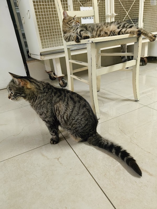 Torre Argentina Cat Sanctuary 2