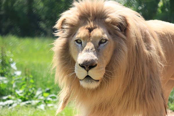 Nasu Safari Park