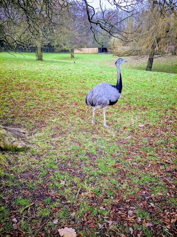 Golders Hill Park Zoo 3