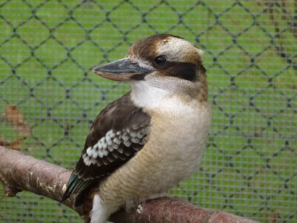 Golders Hill Park Zoo 2
