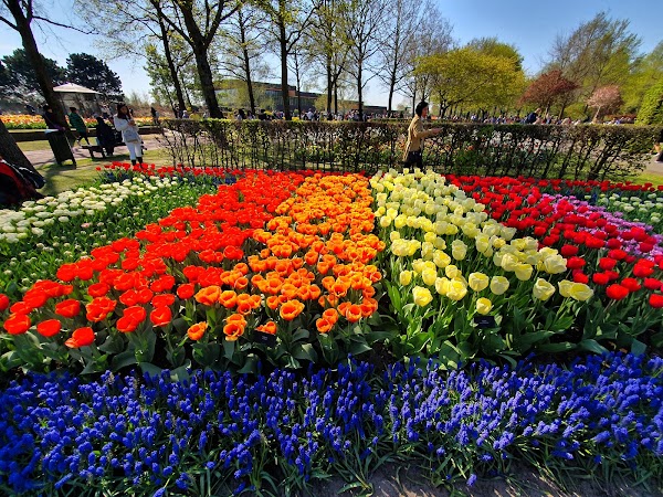 Lisse