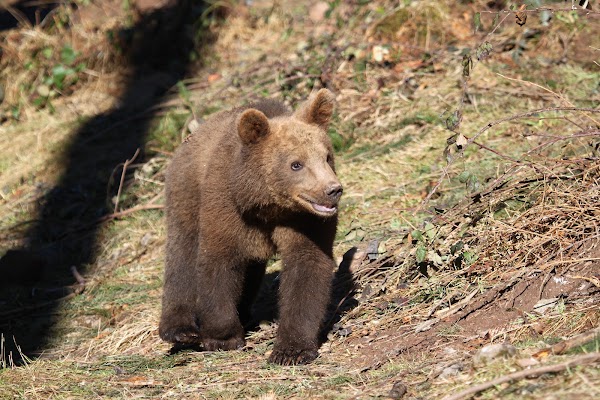 Alternative Wolf and Bear Park Black Forest 1