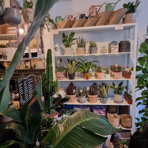 Pilea Plant Shop 5