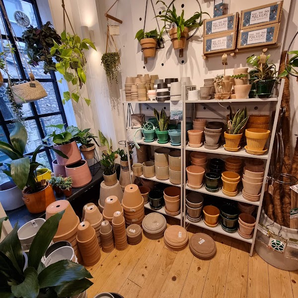 Pilea Plant Shop 4