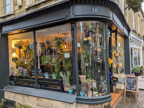 Pilea Plant Shop 3