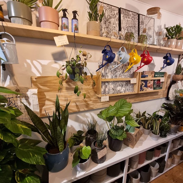 Pilea Plant Shop 2
