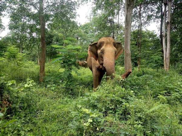 Somboon Legacy Foundation - Hands-Off Elephant Sanctuary