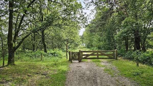 wandelongrn 18