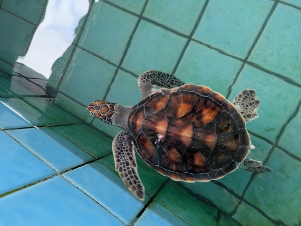 Sea Turtle Conservation Center