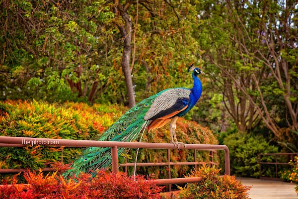 Los Angeles County Arboretum 5