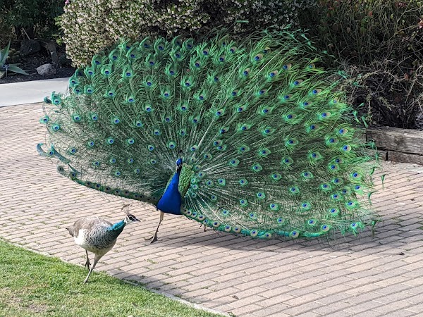 Los Angeles County Arboretum 3