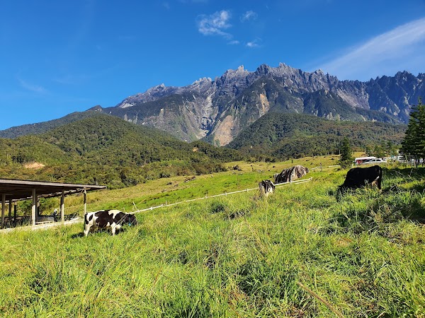 Ladang Tenusu Desa Cattle
