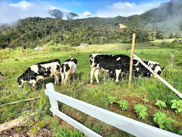 Ladang Tenusu Desa Cattle 5