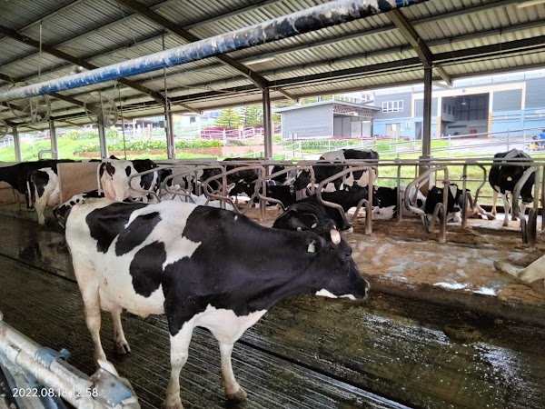 Ladang Tenusu Desa Cattle 4