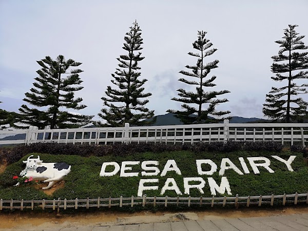 Ladang Tenusu Desa Cattle 3