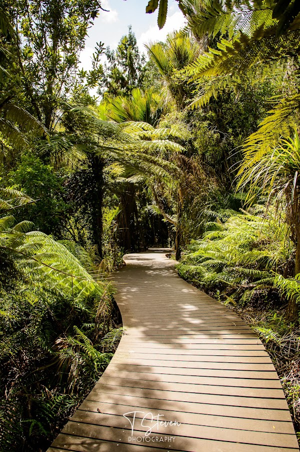 Cascade Kauri 1