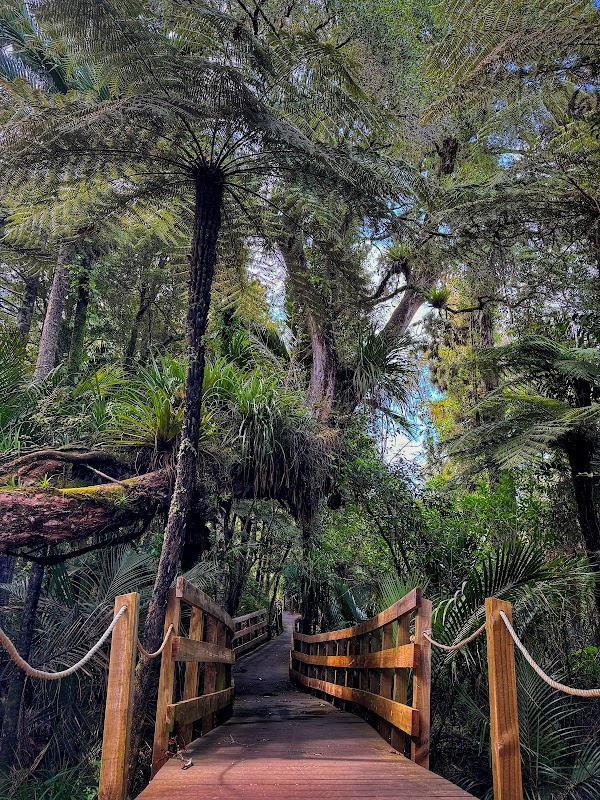 Cascade Kauri 5