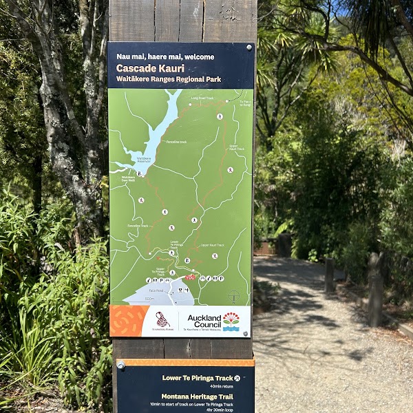 Cascade Kauri 3