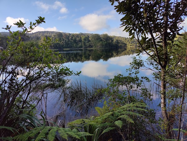 Cascade Kauri 2