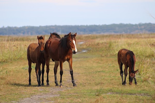 Paynes Prairie Preserve State Park 5