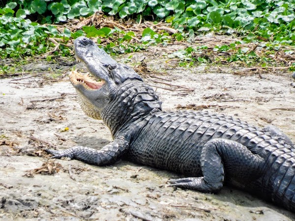 Paynes Prairie Preserve State Park 3