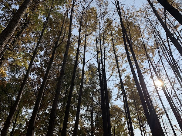 Gingko tree forest 1