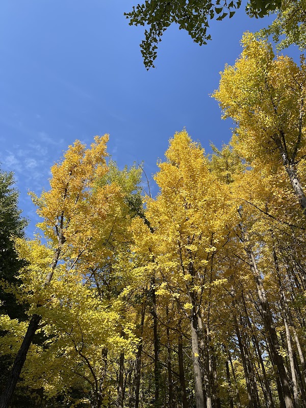 Gingko tree forest 4