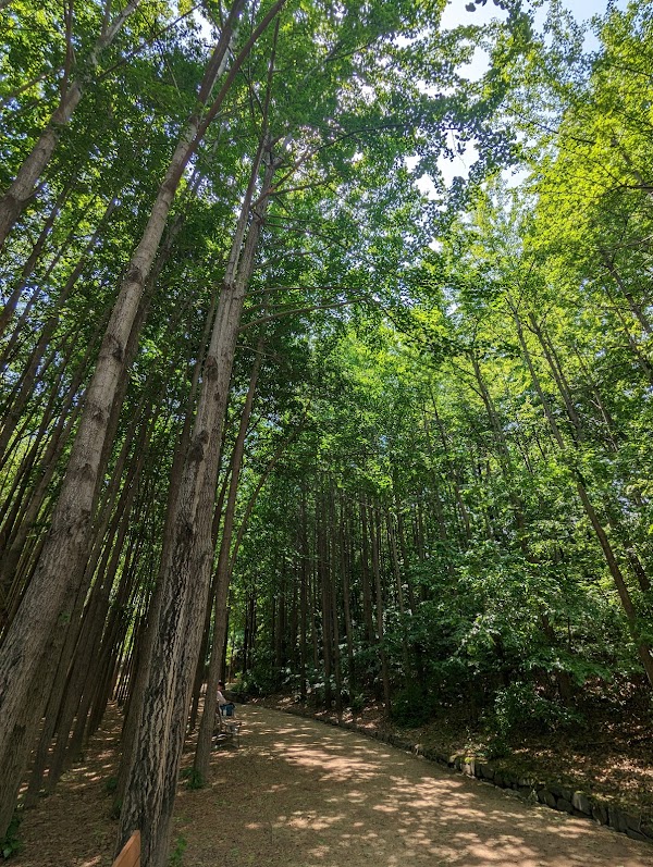 Gingko tree forest 3