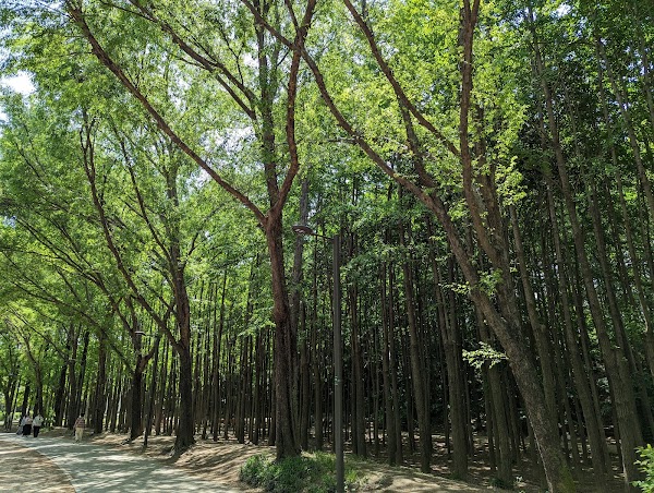 Gingko tree forest 2