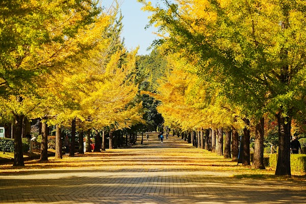 Chichibu Green Muse Park 1