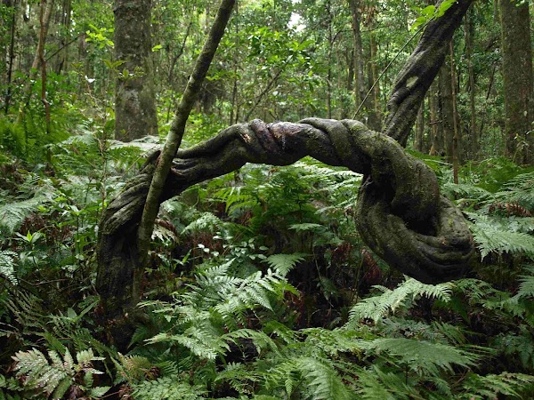 Bunya Mountains