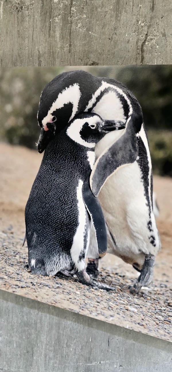 Patagonia