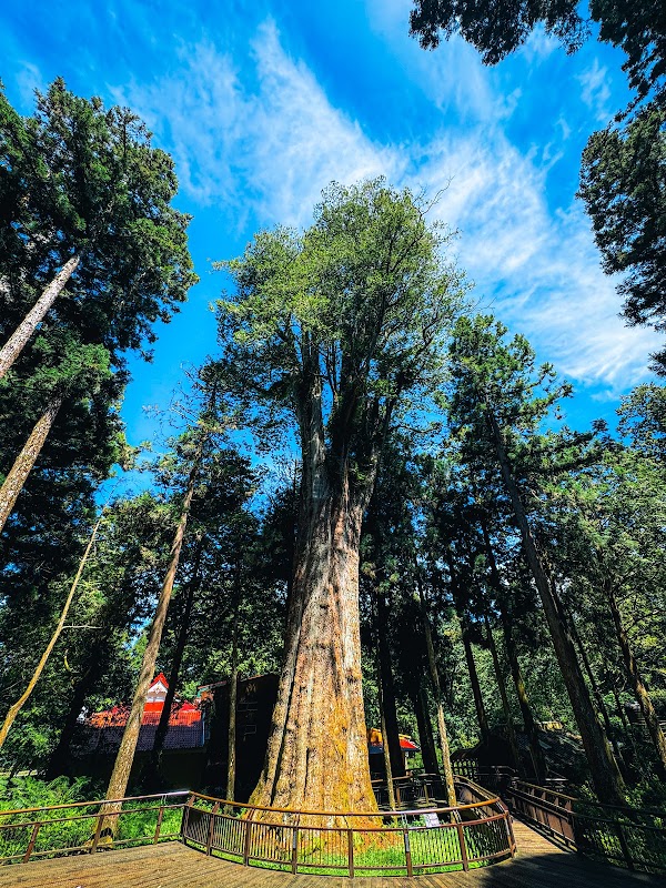 Alishan National Forest Recreation Area 5