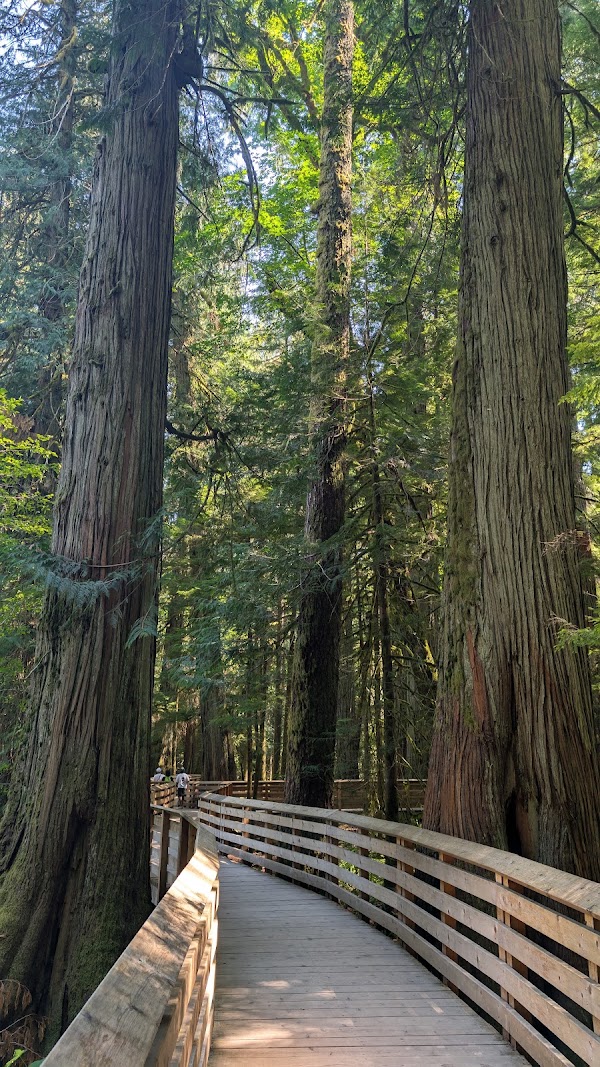 Cathedral Grove 5