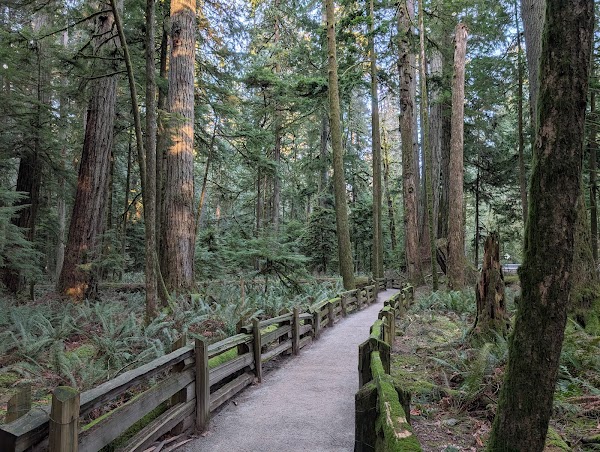 Cathedral Grove 4